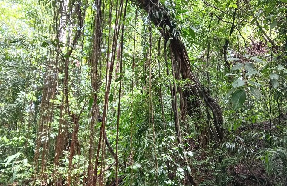 Golfito>Pavones Real Estate Listings 26463