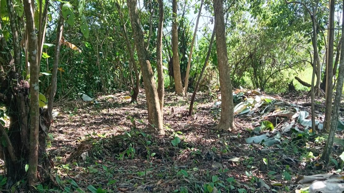 Golfito>Pavones Real Estate Listings 27068