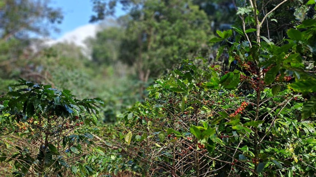 Montes de Oro For Sale 24998 | RE/MAX Costa Rica Real Estate