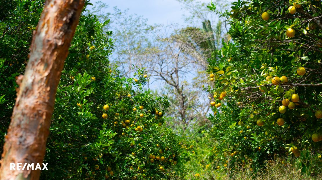 Off-Grid • Farm • Retreat • Land-Banking Opportunity Guanacaste | REMAX