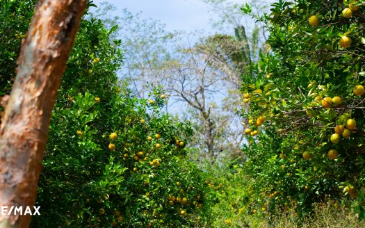 Off-Grid • Farm • Retreat • Land-Banking Opportunity Guanacaste | REMAX