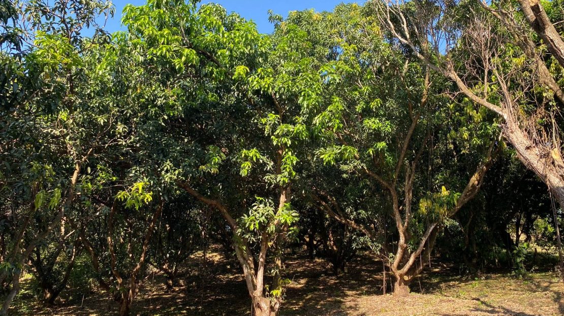 Orotina For Sale 24628 | RE/MAX Costa Rica Real Estate