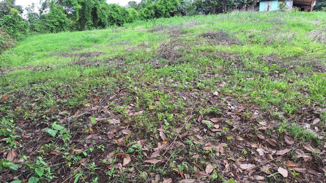 Stunning Farm For Sale In The Center Of Pejibaye