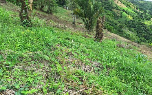 Stunning Farm For Sale In The Center Of Pejibaye, Exceptional Price Call Now