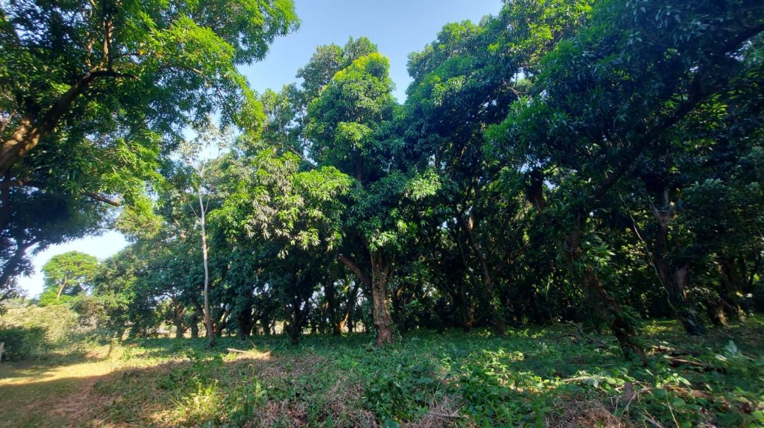 San Mateo For Sale 23604 | RE/MAX Costa Rica Real Estate