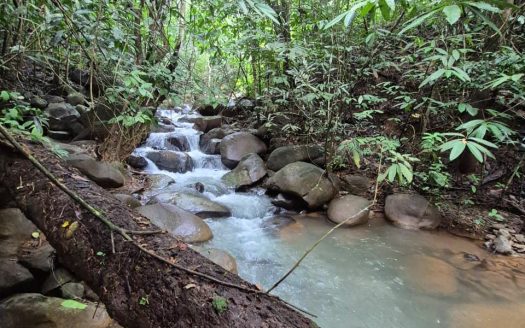 BEAUTIFUL 16-ACRE FARM WITH CREEKS & RIVER ACCESS IN SAN PEDRO.