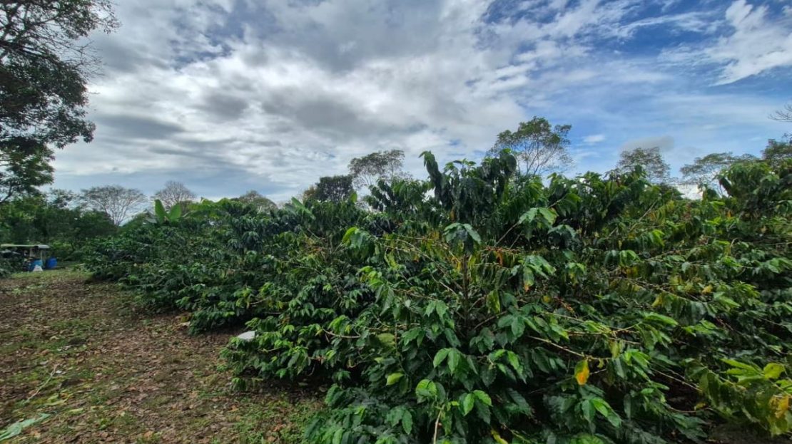 Private 1.9 Ha Farm in Santa Elena – Usable Land