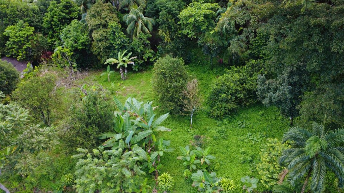 For Sale: Build In The Osa Peninsula Rainforest - Spacious 3