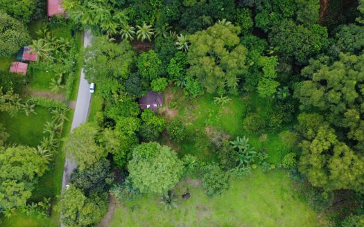 For Sale: Build In The Osa Peninsula Rainforest – Spacious 3,095 M² With Paved Road Frontage