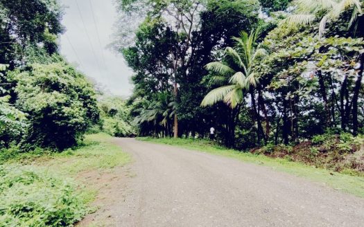 For Sale: 36,104 M² In Coronado De Osa | Forested Land, Creek And Minutes From Beaches & Services
