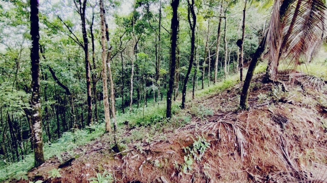 104 M² In Coronado De Osa | Forested Land