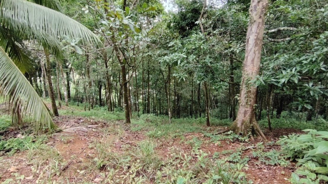 520 m² Near Ojochal | Natural Retreat with Creek and Public Utilities