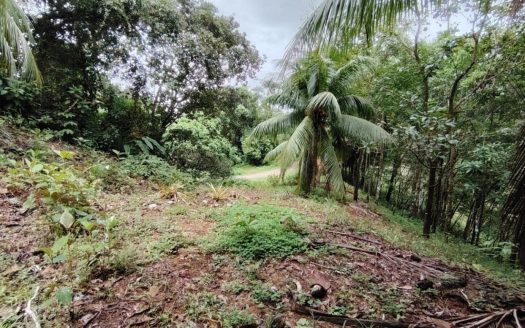 For Sale: 3,520 m² Near Ojochal | Natural Retreat with Creek and Public Utilities