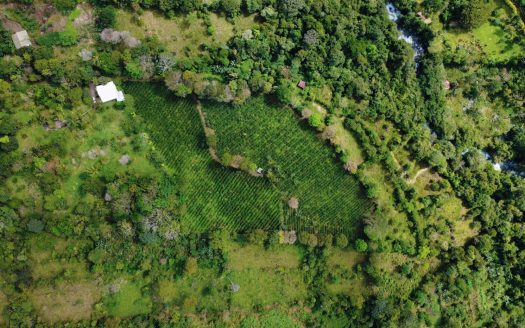 Private 1.9 Ha Farm in Santa Elena – Usable Land, Forest, and Scenic Setting