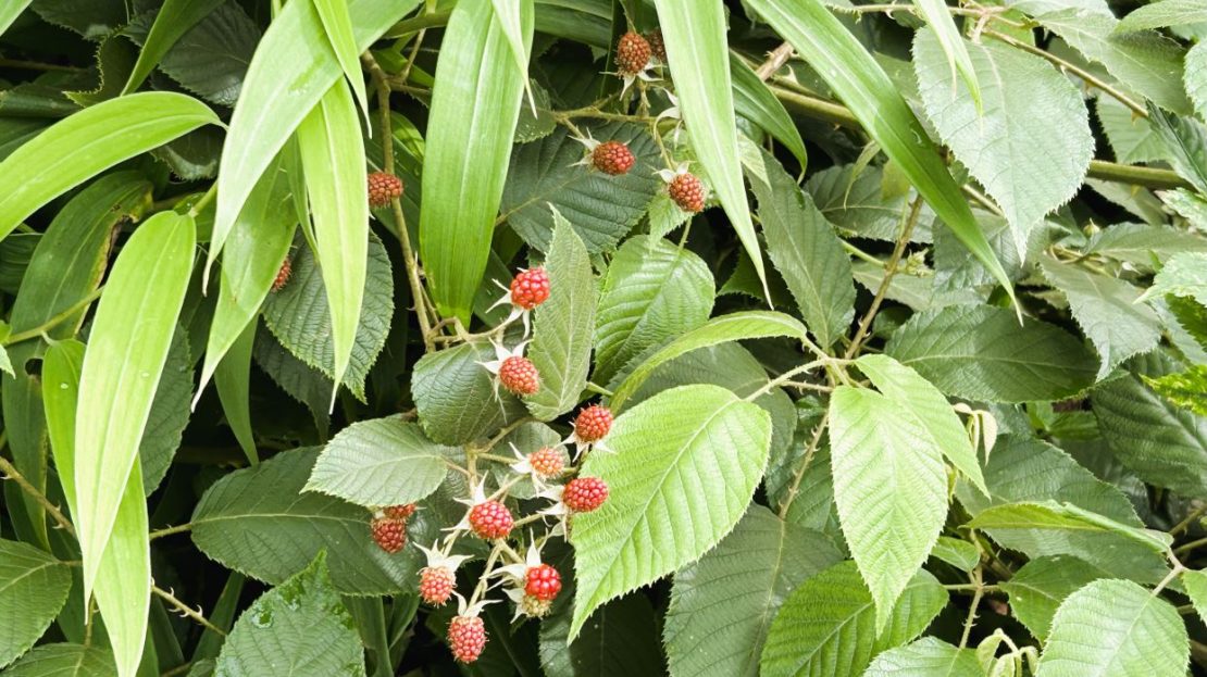 Costa Rica Real Estate