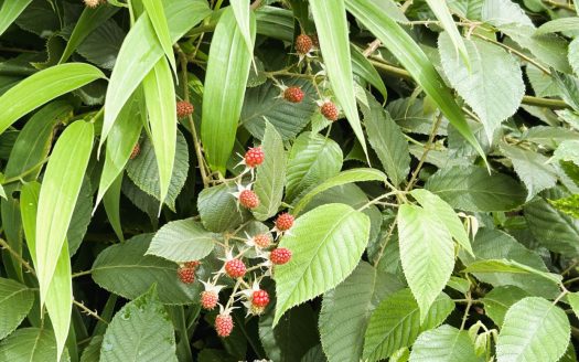 Excellent opportunity: beautiful sloping land for sale in the heart of División.