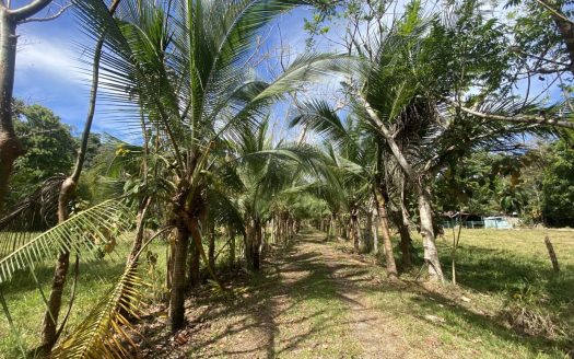 Expansive Riverfront Farm with Mountain Views in Balsar, Costa Rica