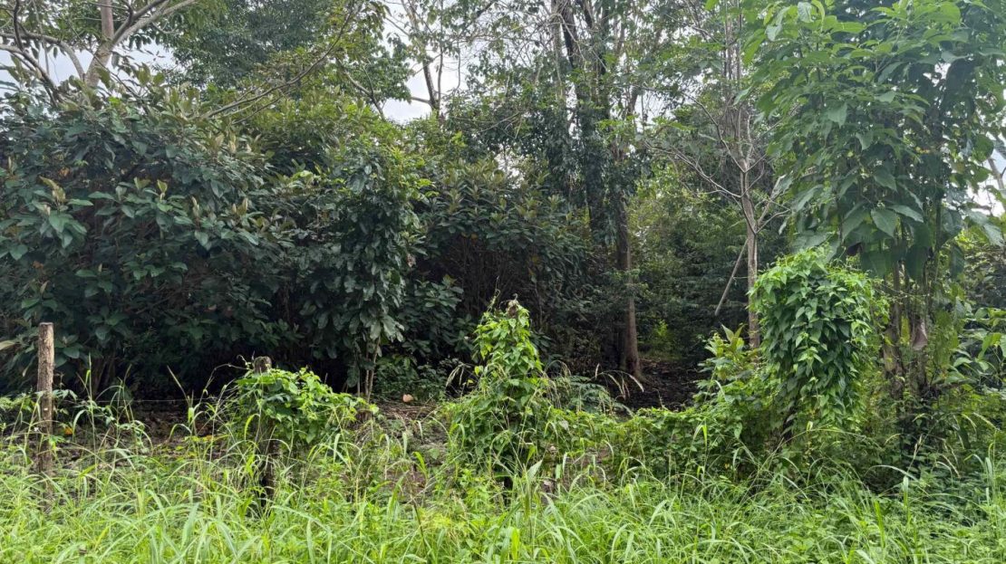 Costa Rica Real Estate