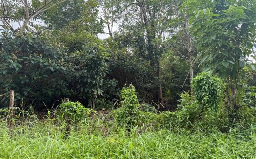Easy-Access Building lot with Paved Road Access & All Utilities Available on a Flat Half-Acre in Ojochal Costa Rica