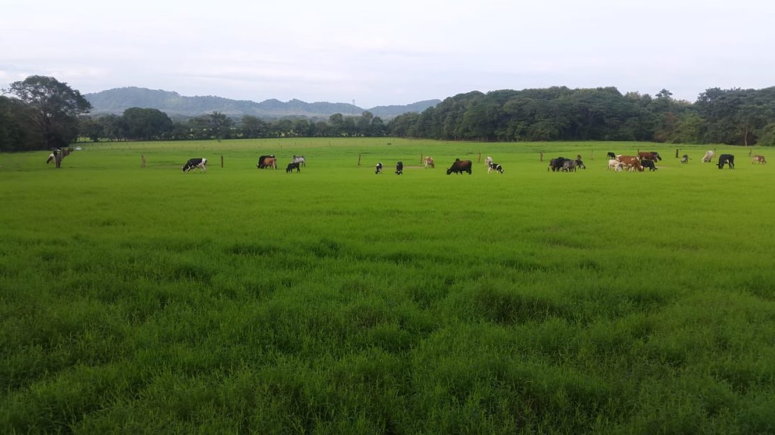 Beautiful Nature Estate