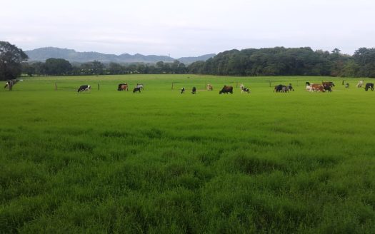 Beautiful Nature Estate