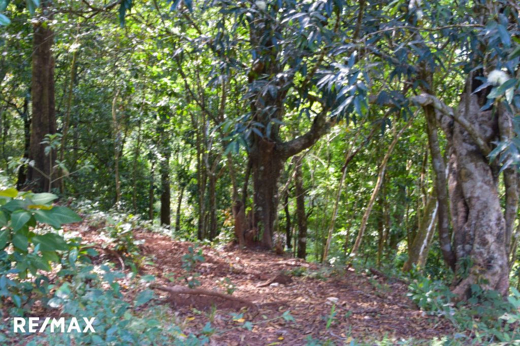 FINCA HOJANCHA 43