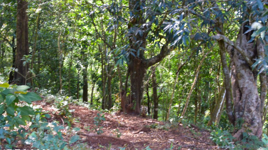 FINCA HOJANCHA 43 Guanacaste | REMAX