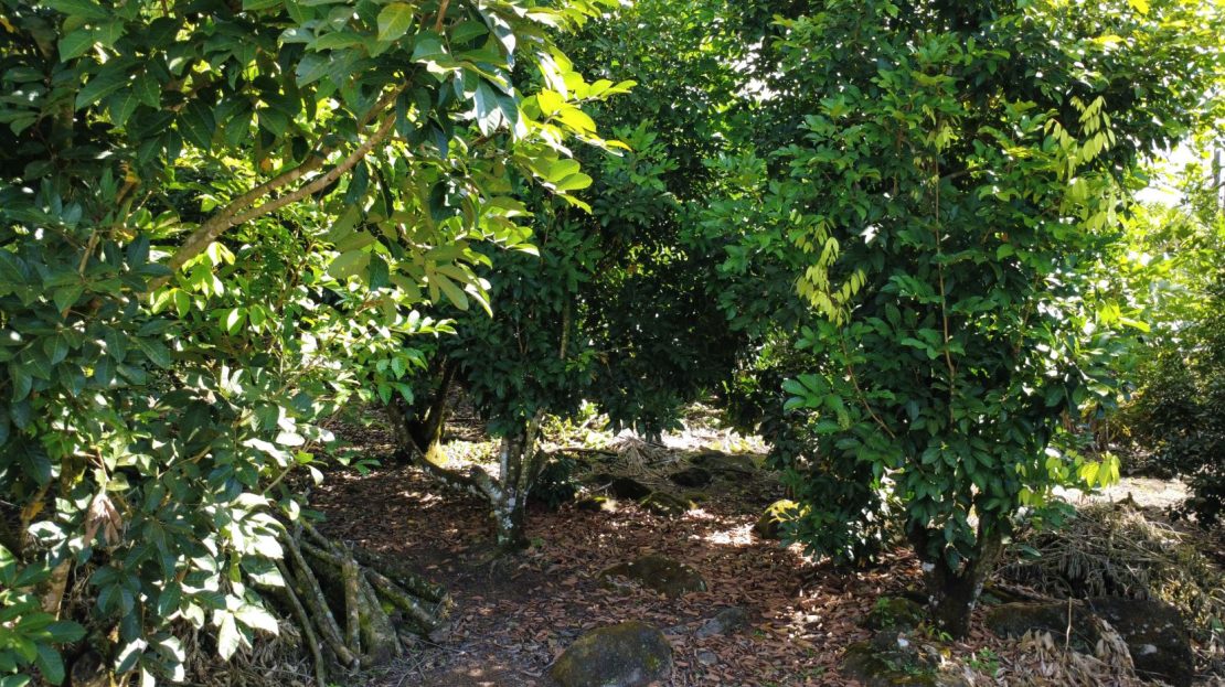 Costa Rica Real Estate