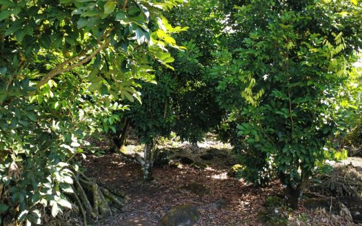 Rambutan Farm for Sale – San Pedro de Santiago, Perez Zeledon, Costa Rica