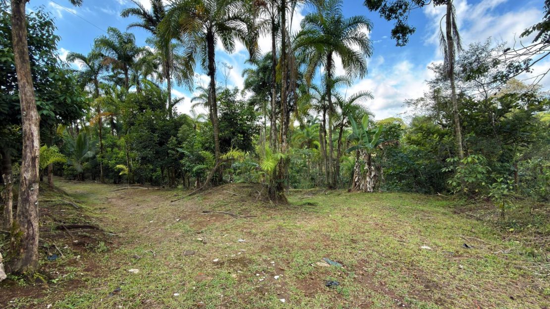 Productive Farm for Sale in Pueblo Nuevo de Cajón – High Profitability & Strategic Location