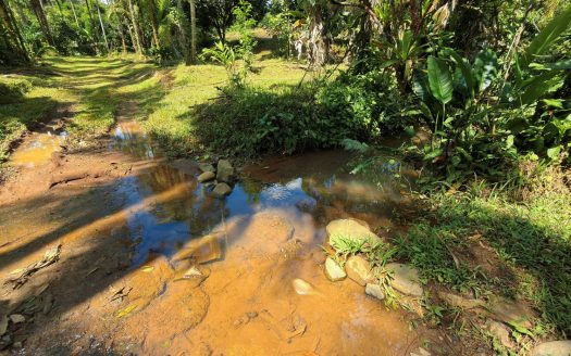 Productive Farm for Sale in Pueblo Nuevo de Cajón – High Profitability & Strategic Location