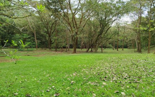 🌿 Discover Finca La Esmeralda! 🌿