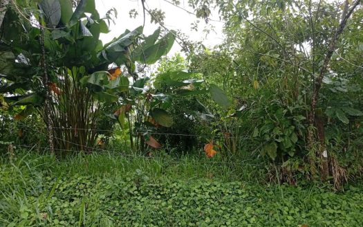 San Carlos -  La Fortuna