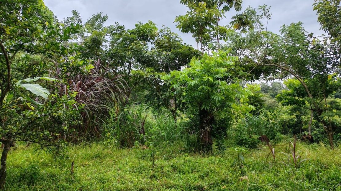 Costa Rica Real Estate