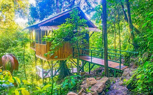 Fully Immersive Experience In The Deep Rainforest Of Southern Costa Rica