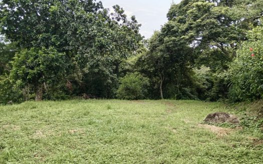 Property surrounded by nature while still having access to essential amenities