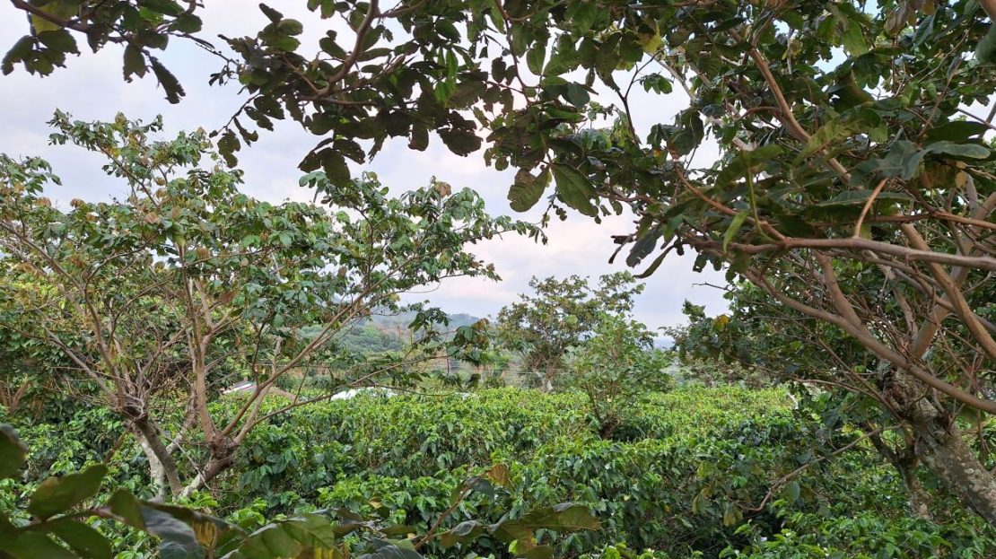 Costa Rica Real Estate