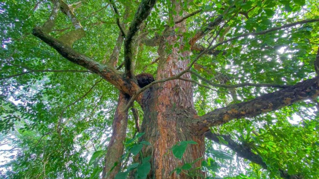 Lot for Sale in Ojochal