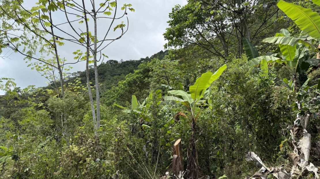 Jungle Lot with 2+ Building Sites