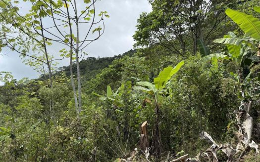 Jungle Lot with 2+ Building Sites, Legal Water, Electricity on Public Road with Big Valley & Mountain Views near San Josecito Costa Rica
