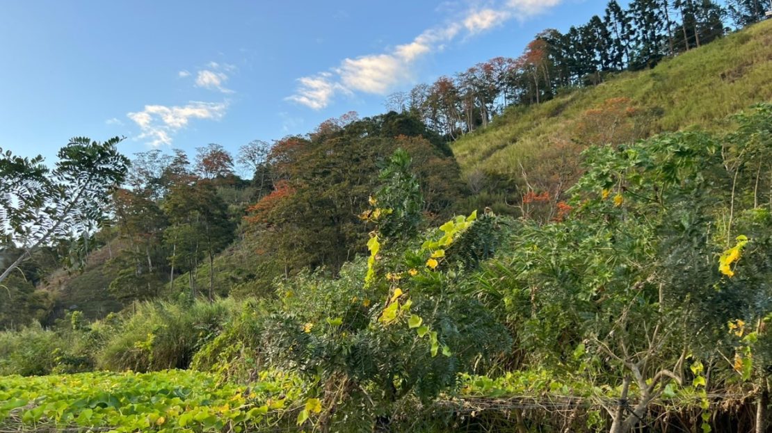 Costa Rica Real Estate