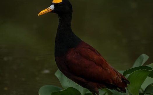 Exclusive Beach Club Investment Opportunity in Playa Bajamar, Puntarenas – Only $350,000!