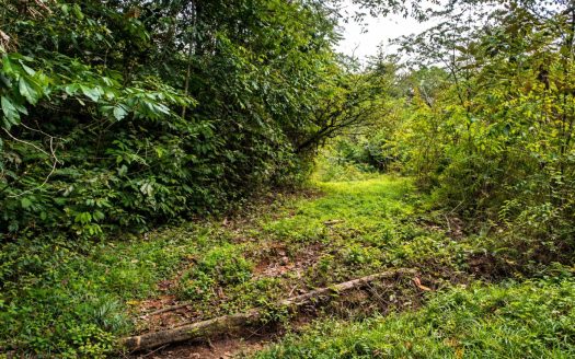 81-Acre Off-Grid Rainforest Farm with Creek and Incredible Development Potential – Near Quepos