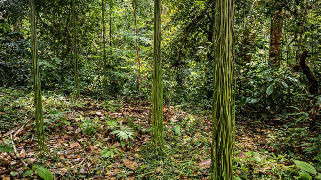 81-Acre Off-Grid Rainforest Farm with Creek and Incredible Development Potential – Near Quepos
