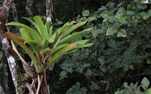 Coto Brus>San Vito Real Estate Listings 28955