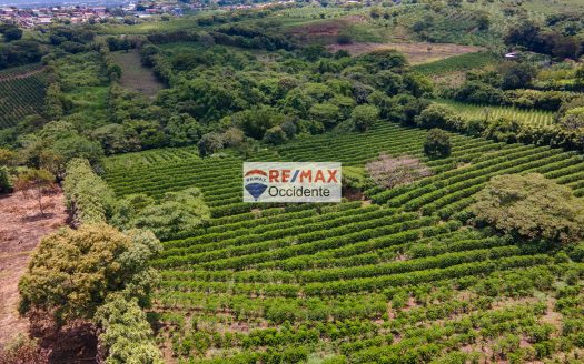 Farm to sale, Poas Alajuela