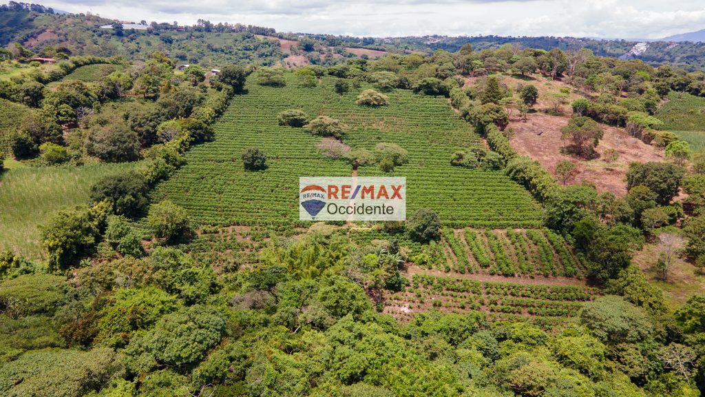 Farm to sale, Poas Alajuela