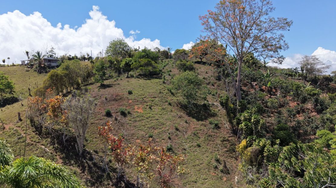 Land for Sale in Concepción de Platanares