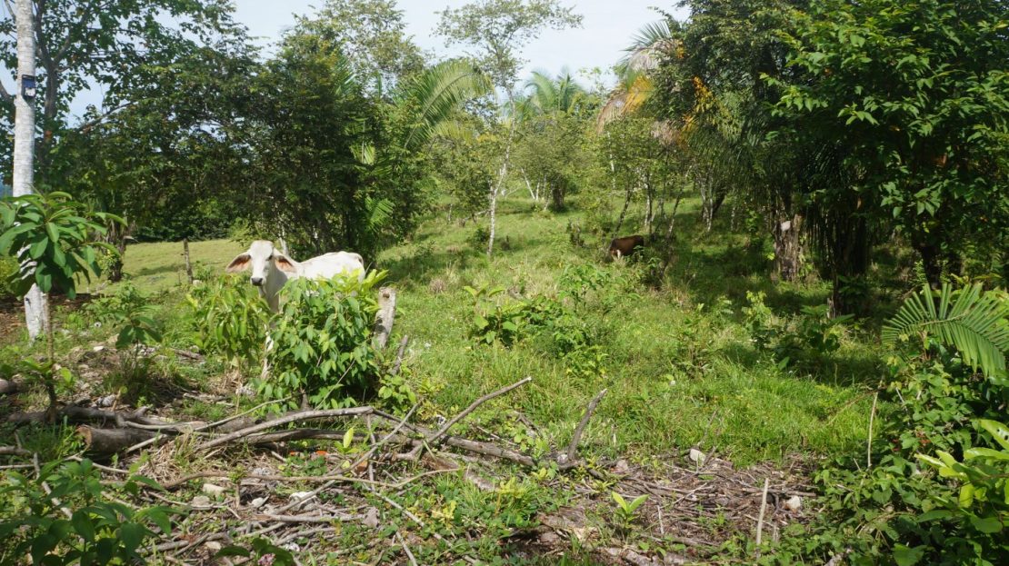 Serene Lot in Palmar Sur: Explore the Possibilities and Invest in Your Future.