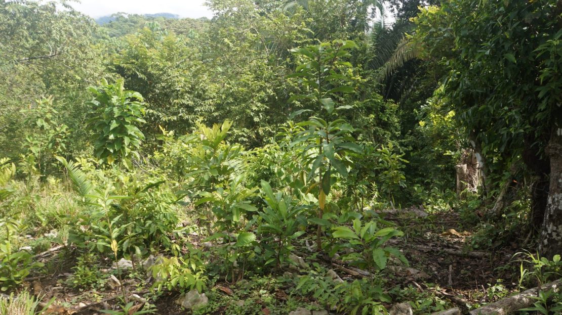 Costa Rica Real Estate